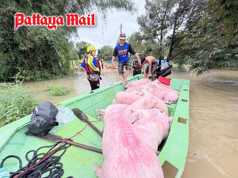 Rayong flooding forces rescue of residents and thousands of pigs