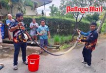 Large king cobra slips into Sattahip home during rain