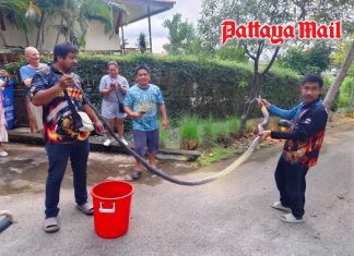Large king cobra slips into Sattahip home during rain