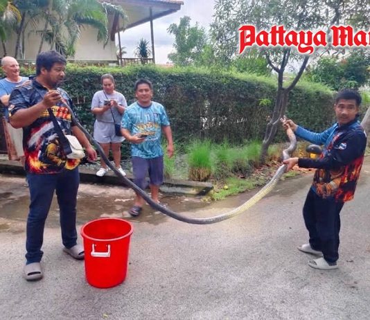 Large king cobra slips into Sattahip home during rain