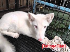 White dog missing near Mini Siam in Pattaya