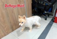 Lost little dog wanders North Pattaya road before finding her way home