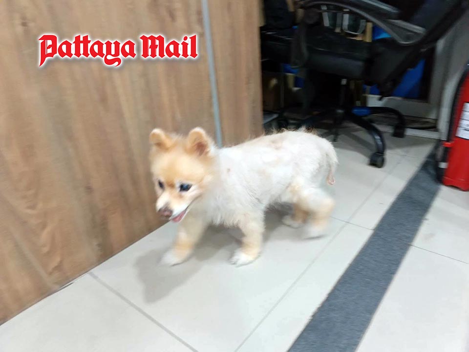 Lost little dog wanders North Pattaya road before finding her way home