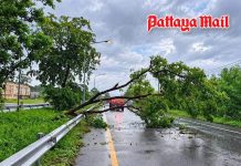 Storm winds topple large trees across Sattahip, crews clear roads