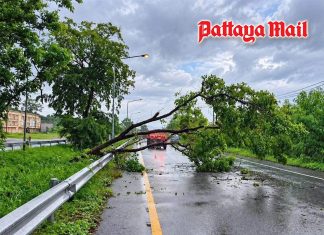Storm winds topple large trees across Sattahip, crews clear roads
