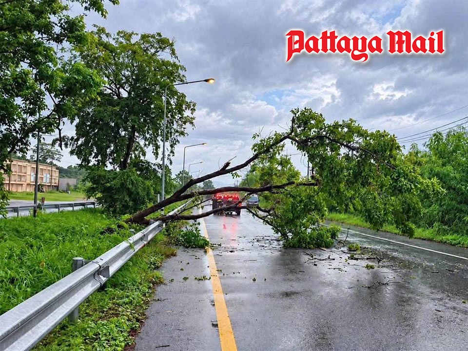 Storm winds topple large trees across Sattahip, crews clear roads