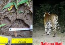 Tiger tracks found near Kanchanaburi village as park warns residents