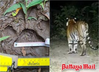 Tiger tracks found near Kanchanaburi village as park warns residents
