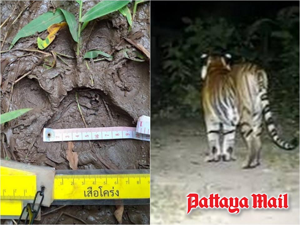 Tiger tracks found near Kanchanaburi village as park warns residents