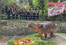 Mae Mali turns 61 in good health as Khao Kheow celebrates Thailand’s oldest hippo
