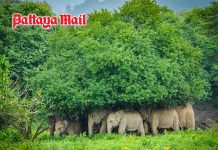 Kui Buri elephants seek shelter from rain and wildlife dept. explains why