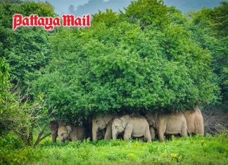 Kui Buri elephants seek shelter from rain and wildlife dept. explains why