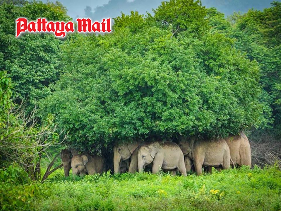 Kui Buri elephants seek shelter from rain and wildlife dept. explains why