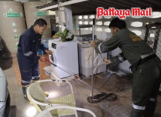 Don’t catch it yourself Pattaya firefighters warn after three-meter python found