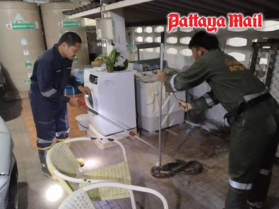 Don’t catch it yourself Pattaya firefighters warn after three-meter python found