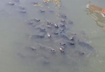 Court orders Thailand to clear invasive blackchin tilapia within 180 days