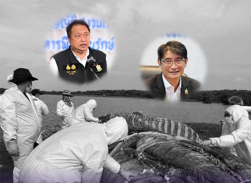 Bryde’s whale death prompts urgent vessel safety measures in Thailand
