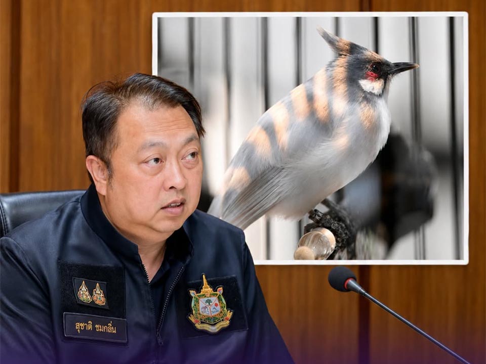 Thailand removes red-whiskered bulbul from protected wildlife list