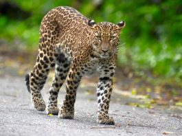 Young leopard makes rare daytime appearance in Kaeng Krachan forest