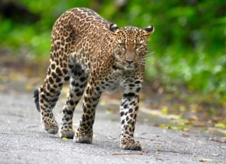Young leopard makes rare daytime appearance in Kaeng Krachan forest