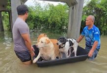 Sri Racha floods trap hundreds, rising water cuts off homes