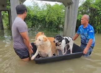 Sri Racha floods trap hundreds, rising water cuts off homes
