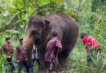 Disabled elephant survives nearly 2km ride through flash flood in Chiang Mai