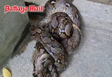 Giant king cobra caught swallowing python at Koh Phangan resort