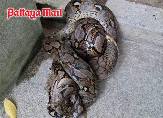 Giant king cobra caught swallowing python at Koh Phangan resort