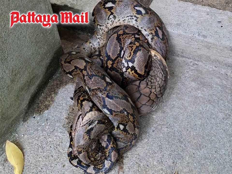 Giant king cobra caught swallowing python at Koh Phangan resort