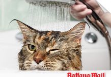 How often should you bathe your cat?