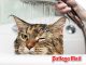 How often should you bathe your cat?