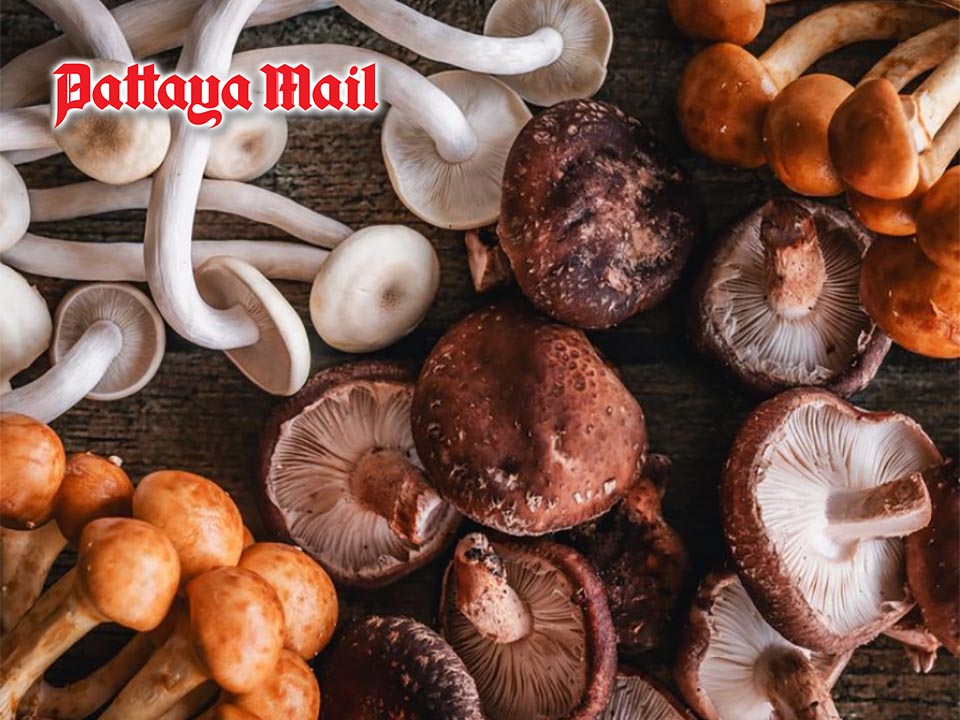 7 health benefits of mushrooms beyond their delicious taste