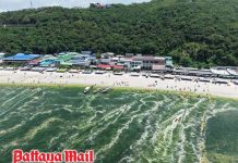 Koh Larn sea turns green after heavy rain, likely natural plankton bloom