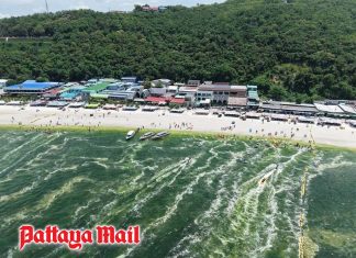 Koh Larn sea turns green after heavy rain, likely natural plankton bloom