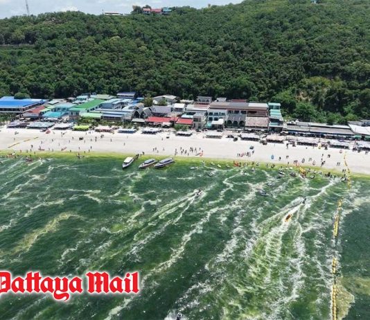 Koh Larn sea turns green after heavy rain, likely natural plankton bloom