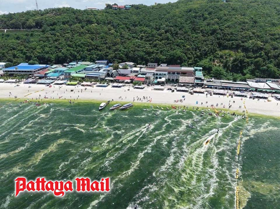 Koh Larn sea turns green after heavy rain, likely natural plankton bloom