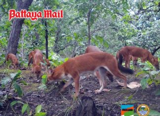 Camera traps capture endangered dhole pack in Salawin Wildlife Sanctuary, Mae Hong Son