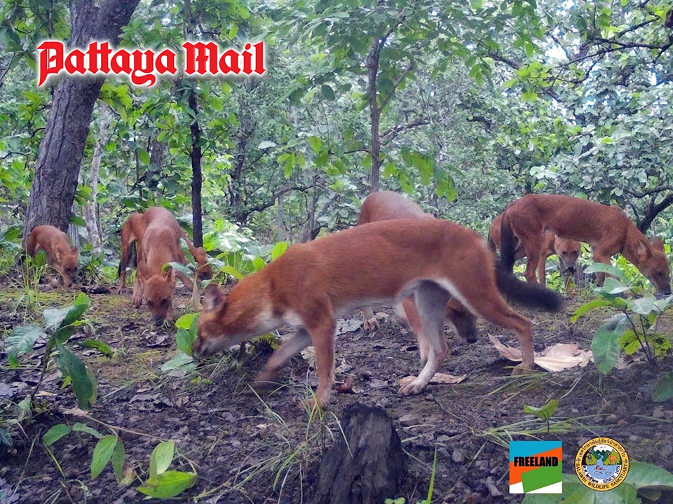 Camera traps capture endangered dhole pack in Salawin Wildlife Sanctuary, Mae Hong Son