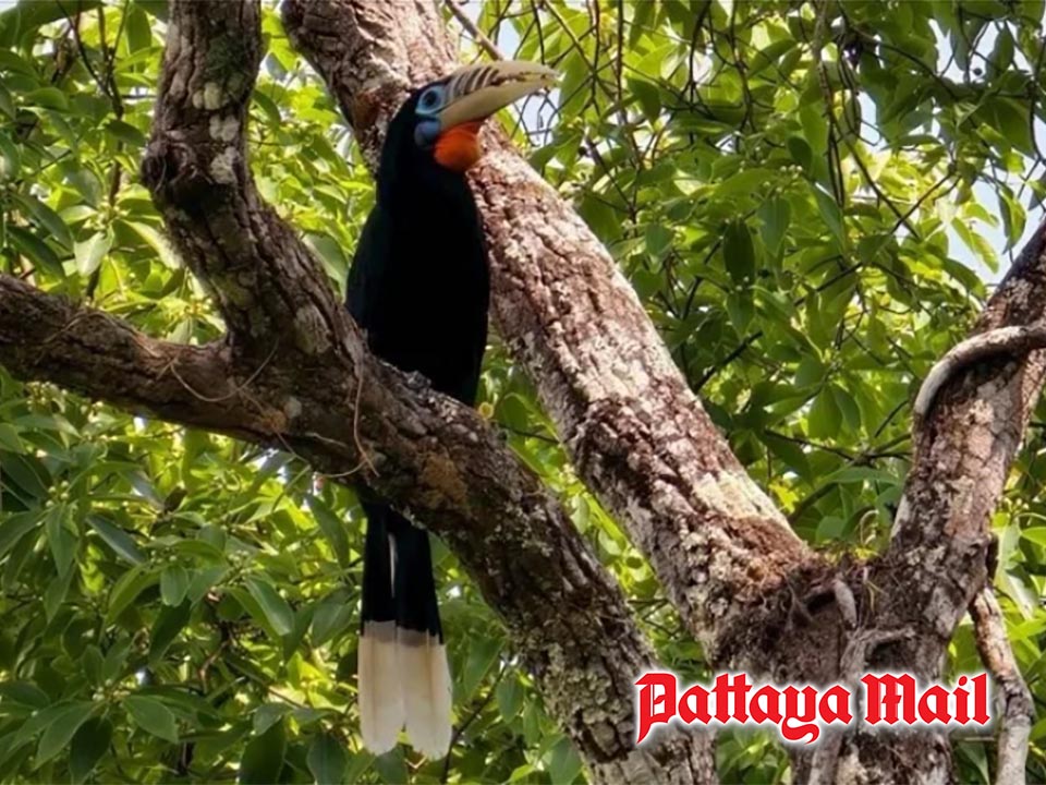 Rare hornbill’s ringing call echoes through Kanchanaburi rainforest