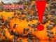 Bees on food do not mean it is clean or safe, experts say