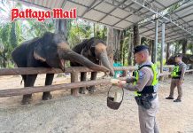 Krabi Tourist Police help visitors enjoy safe elephant feeding experience