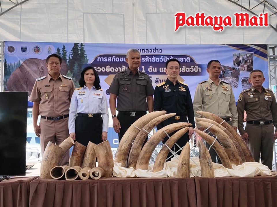 Laem Chabang Port seizes 3.1 tons of ivory hidden inside timber cargo