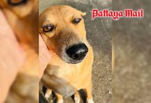 Pattaya street dogs divide residents over tourist attacks and the fate of strays