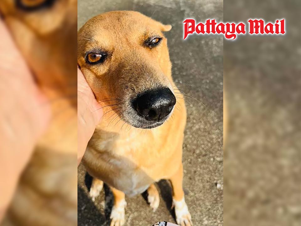 Pattaya street dogs divide residents over tourist attacks and the fate of strays