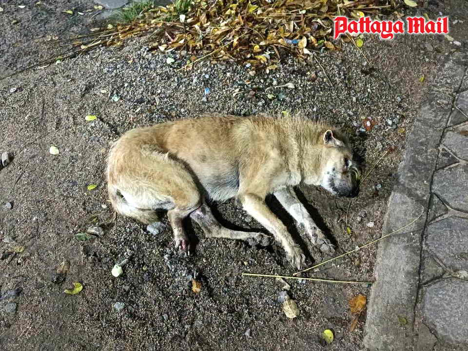Pattaya vets treat stray dog with broken leg after road accident