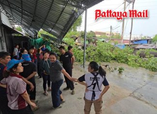 Century-old mango tree crashes into Sriracha factory as workers narrowly escape