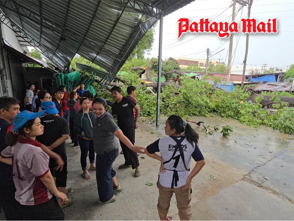 Century-old mango tree crashes into Sriracha factory as workers narrowly escape