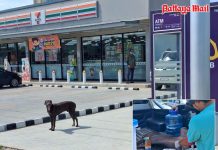 Pattaya removes stray dog after reports of attacks on tourists