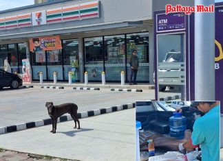 Pattaya removes stray dog after reports of attacks on tourists